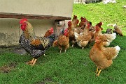79 Un gran bel gallo con seguito di tante galline !